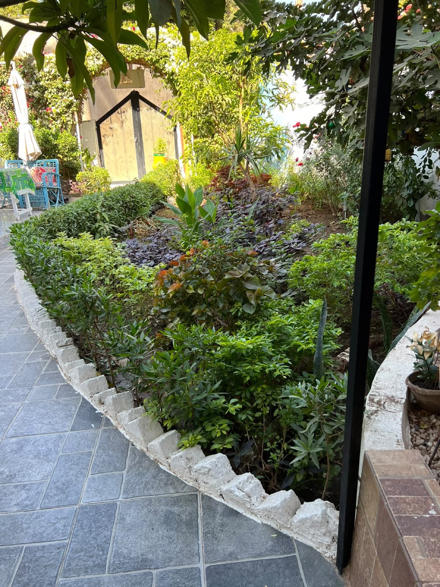 A curving garden path lined with plants and hedges