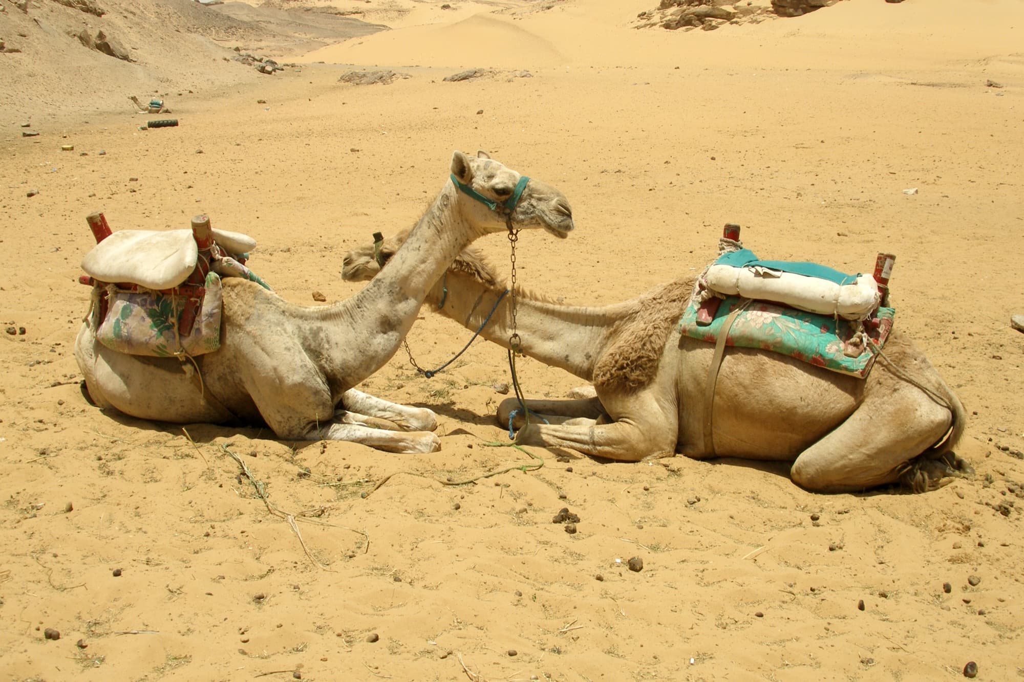 Two saddled camels resting on the sand of the Nubian desert near Aswan